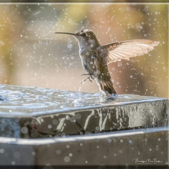 Who doesn't love Hummies?! - Picture 11 of 16